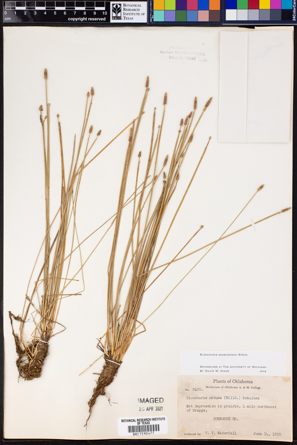 Eleocharis engelmannii image