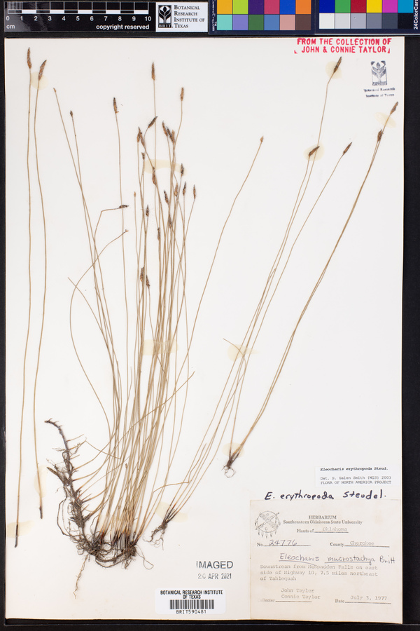 Eleocharis erythropoda image