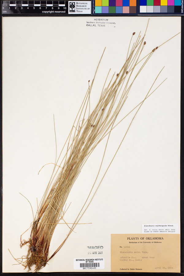 Eleocharis erythropoda image