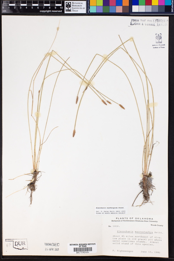 Eleocharis erythropoda image