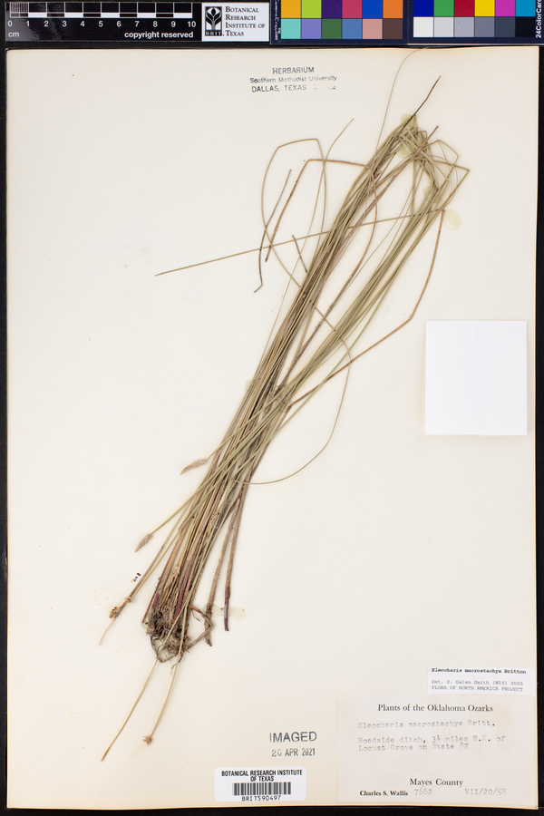 Eleocharis macrostachya image