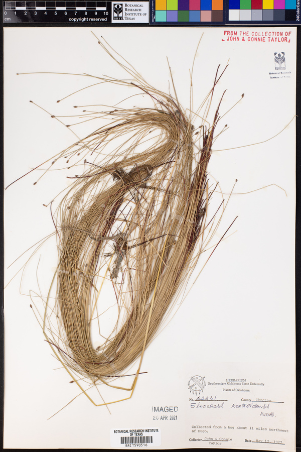 Eleocharis montevidensis image
