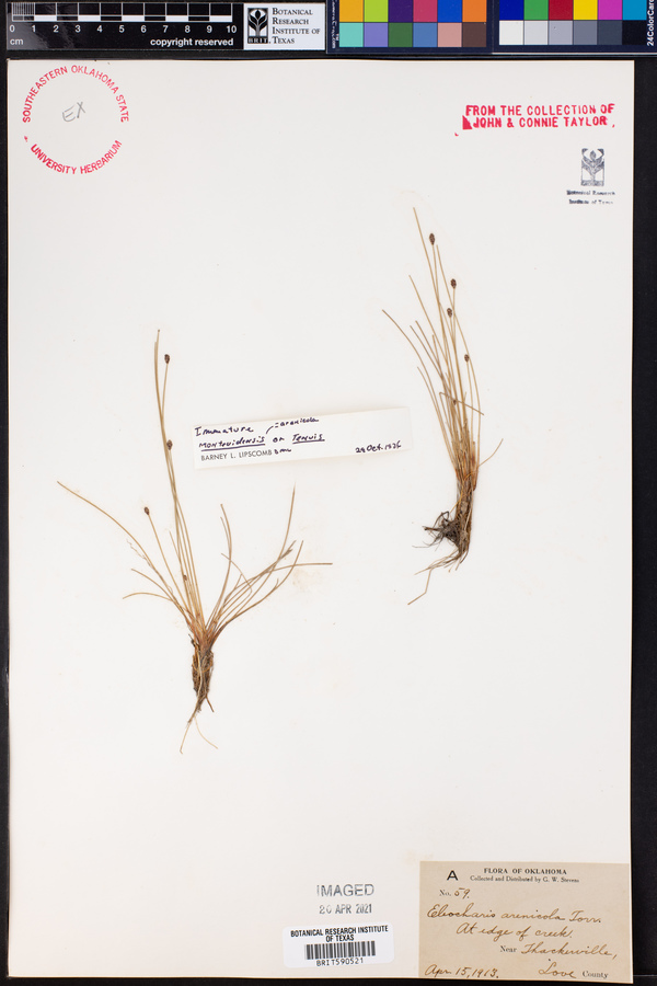 Eleocharis montevidensis image