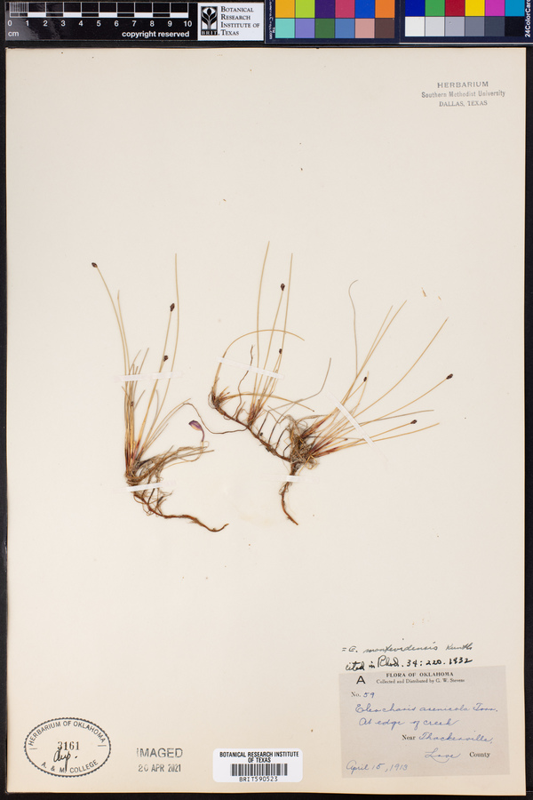 Eleocharis montevidensis image