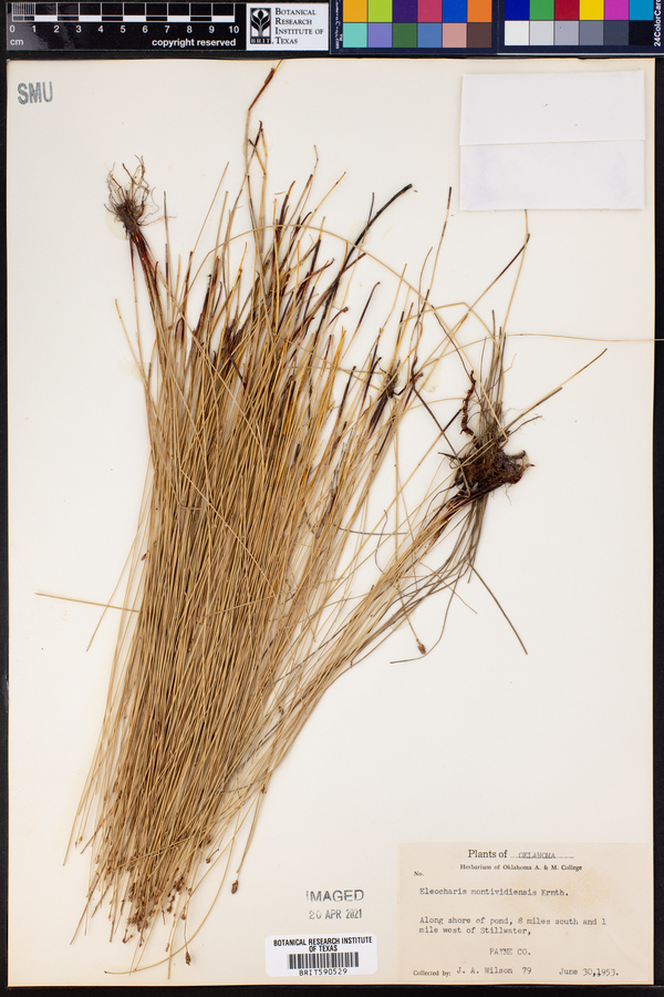 Eleocharis montevidensis image