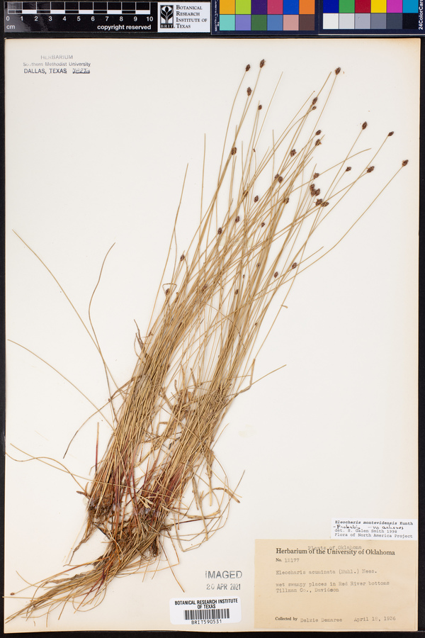 Eleocharis montevidensis image