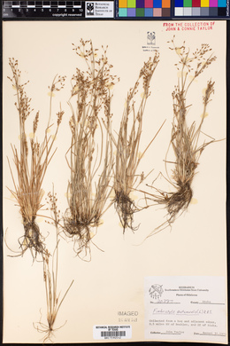 Fimbristylis autumnalis image