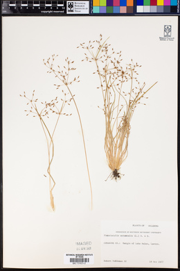 Fimbristylis autumnalis image