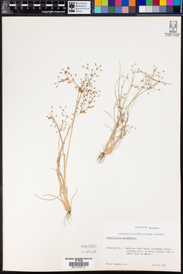 Fimbristylis autumnalis image