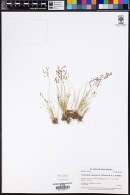 Fimbristylis autumnalis image