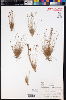 Fimbristylis autumnalis image
