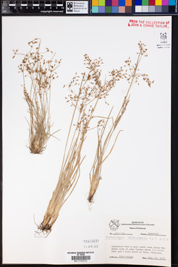 Fimbristylis autumnalis image