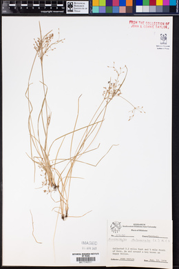 Fimbristylis autumnalis image