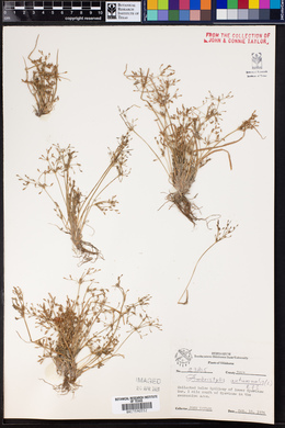 Fimbristylis autumnalis image