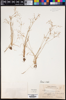 Fimbristylis autumnalis image