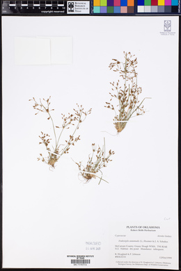 Fimbristylis autumnalis image