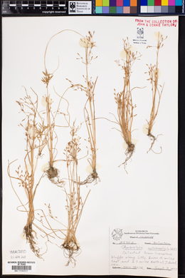 Fimbristylis autumnalis image