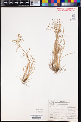 Fimbristylis autumnalis image