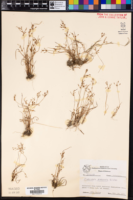 Fimbristylis autumnalis image