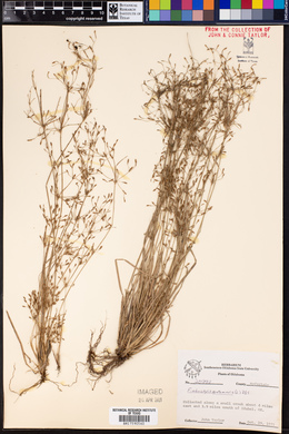 Fimbristylis autumnalis image