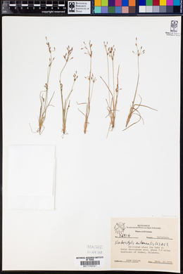 Fimbristylis autumnalis image