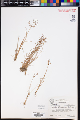 Fimbristylis autumnalis image