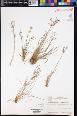 Fimbristylis autumnalis image