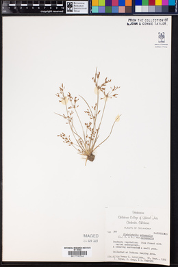 Fimbristylis autumnalis image