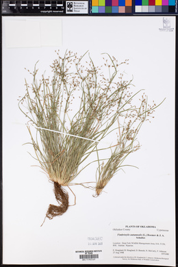 Fimbristylis autumnalis image