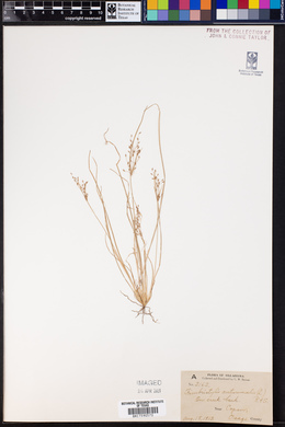 Fimbristylis autumnalis image