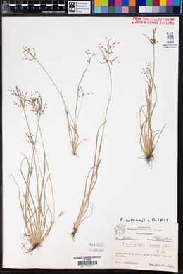 Fimbristylis autumnalis image