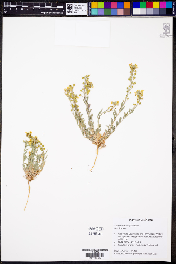 Lesquerella ovalifolia image