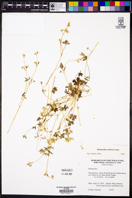 Ranunculus sardous image