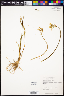 Nothoscordum borbonicum image