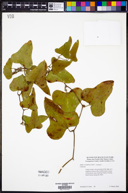 Smilax bona-nox image