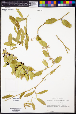 Smilax havanensis image