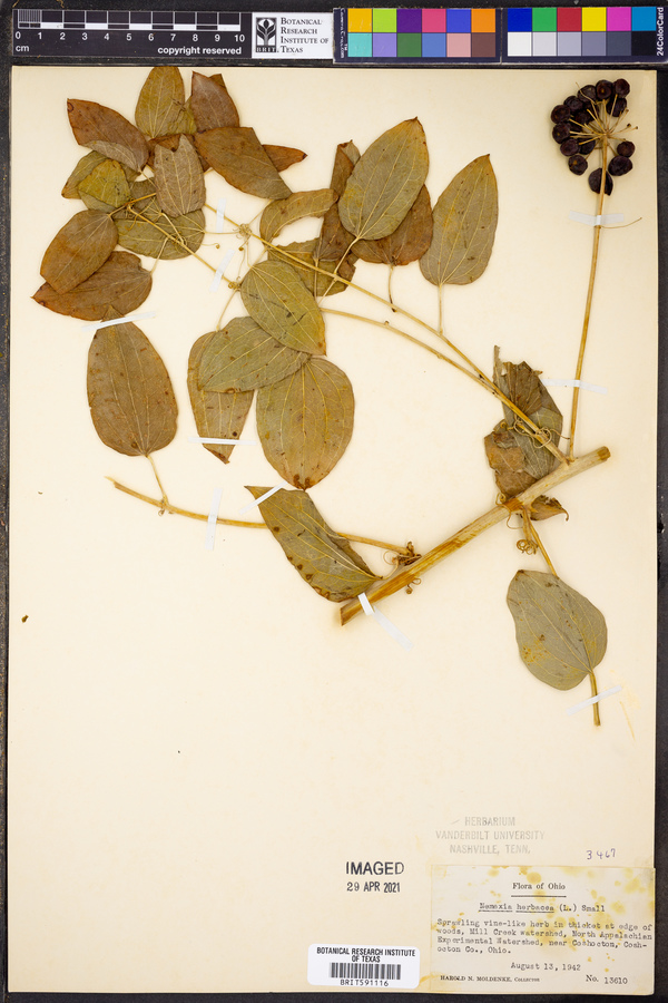 Nemexia herbacea image