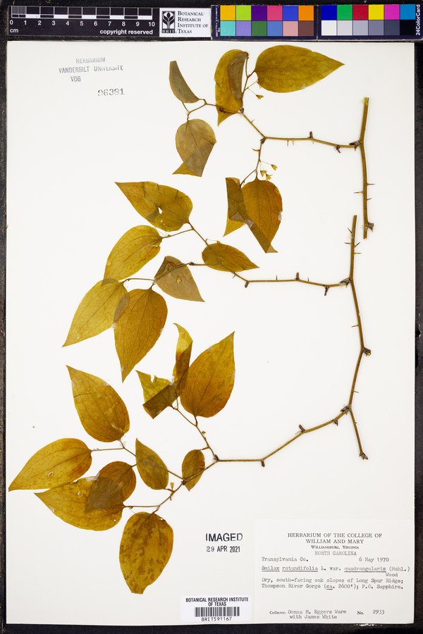 Smilax rotundifolia var. quadrangularis image