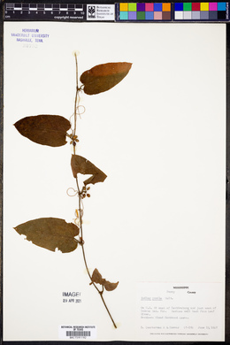 Smilax pumila image