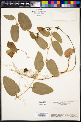 Smilax pumila image