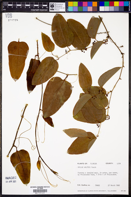 Smilax walteri image