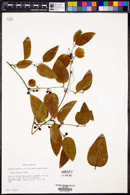 Smilax walteri image