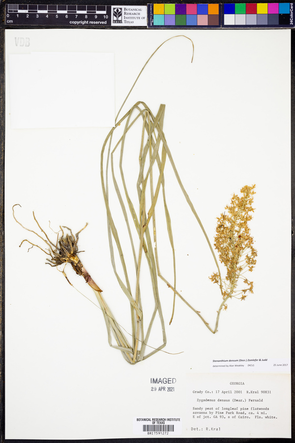 Stenanthium densum image