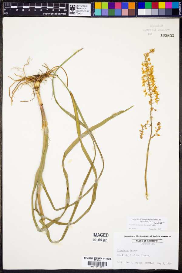 Stenanthium macrum image