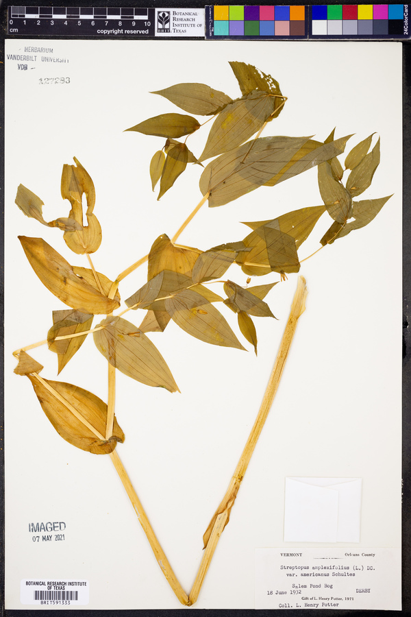 Streptopus amplexifolius var. amplexifolius image