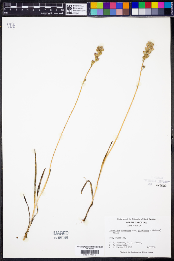 Tofieldia racemosa var. glutinosa image