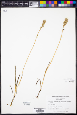 Tofieldia racemosa var. glutinosa image
