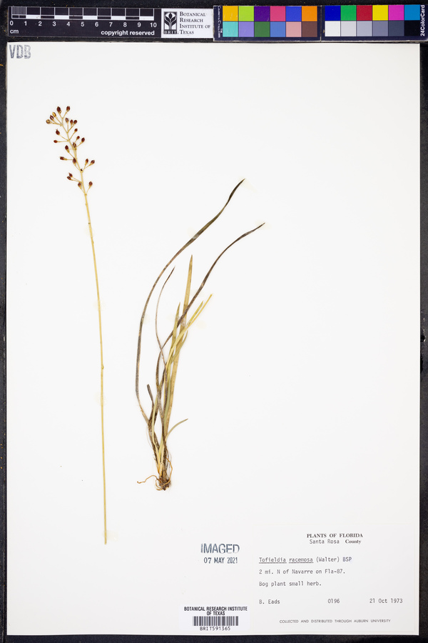 Tofieldia racemosa image