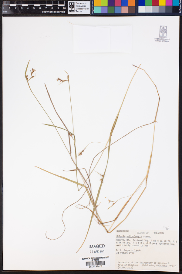 Scleria muehlenbergii image