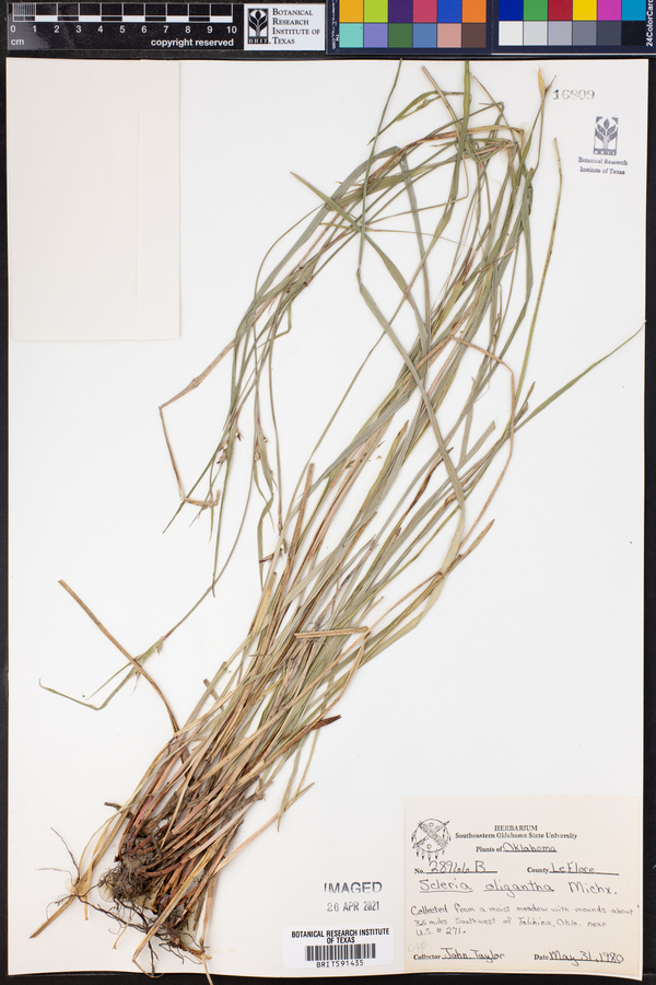 Scleria oligantha image